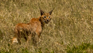 caracal